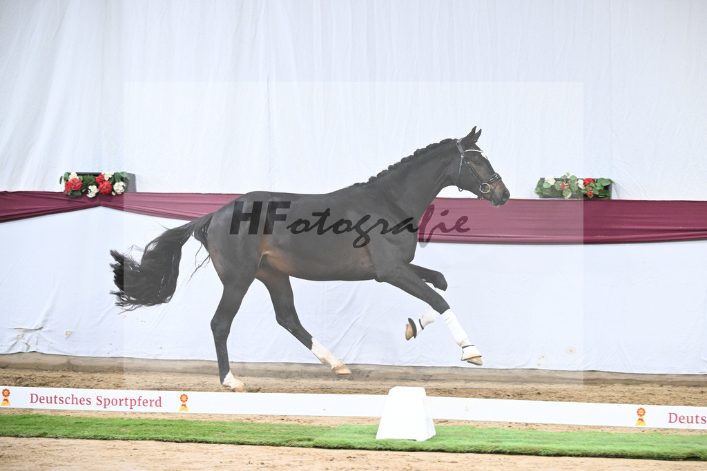 Kat-Nr. 105 Floricello x Sir Donnerhall_Frieder Heilemann_47253549 | hf-fotografie - Realisiert mit Pictrs.com