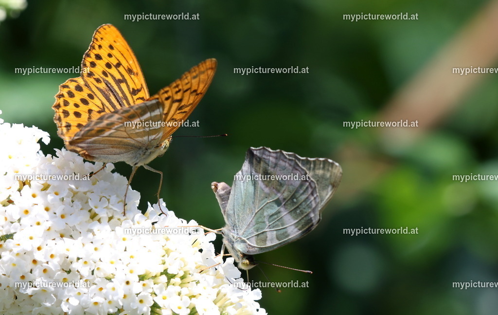 Argynnis paphia-030 | Das Bilderarchiv über Tiere, Planzen und Landschaften. In der Bilddatenbank finden Sie ein große Auswahl an hochwertigen Bilder für Ihre Werbung - Realisiert mit Pictrs.com