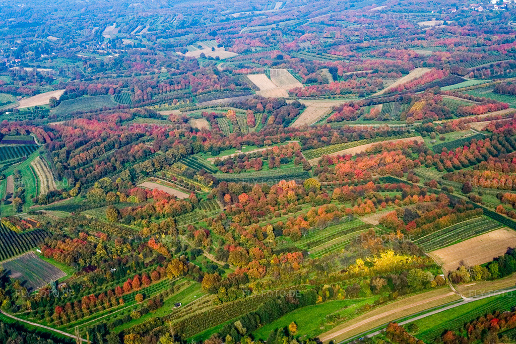 Luftbild: Zwetschgenplantagen im Herbstlaub in Renchen im Bundesland Baden-Württemberg in Deutschland. Foto: IMG_13931.jpg vom 11.10.2008 durch Werner Riehm/FLY-FOTO.de