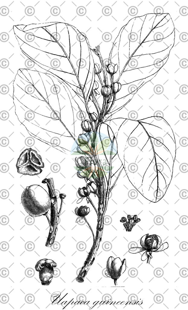 HistAbb_wfo-0000329147_1_SIMPLE | Historische Abbildung von Uapaca guineensis - Phyllanthaceae | Historical Illustration of Uapaca guineensis - Phyllanthaceae