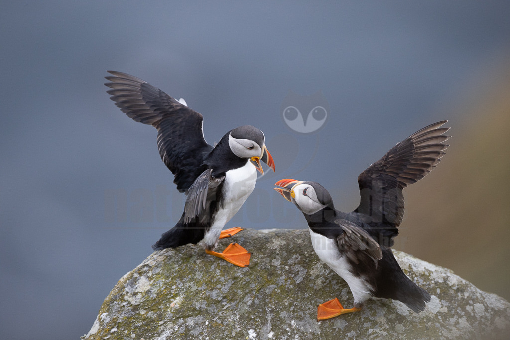 R5NF9923-20230719 | Der Papageitaucher – auch Papageientaucher oder Puffin genannt – ist eine Vogelart aus der Familie der Alkenvögel. Die Art brütet in Erdhöhlen an und auf Klippen oder an deren Fuß im Nordatlantik sowie im westlichen Nordpolarmeer. - Realisiert mit Pictrs.com