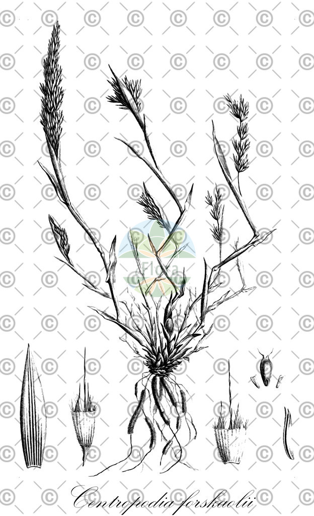 HistAbb_wfo-0000829584_1_ENZY_Simple | Historische Abbildung von Centropodia forskaolii - Poaceae | Historical Illustration of Centropodia forskaolii - Poaceae
