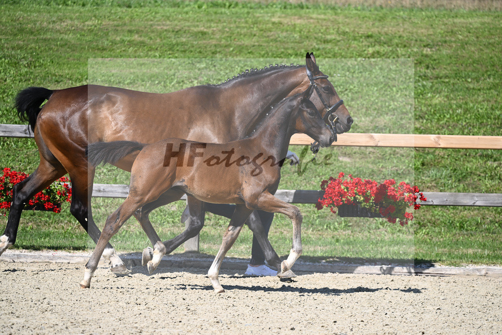Kat-Nr. 13 HF St. Emilion x Rascalino_Sanladerer_28230146 | hf-fotografie - Realizzato con Pictrs.com