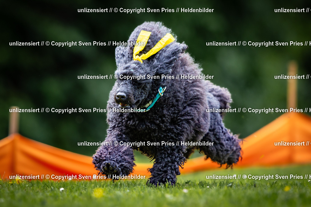 Sven Pries | 2026-05-14 - Hunderennen KA Durlach Vatertag 2026 - Realisiert mit Pictrs.com