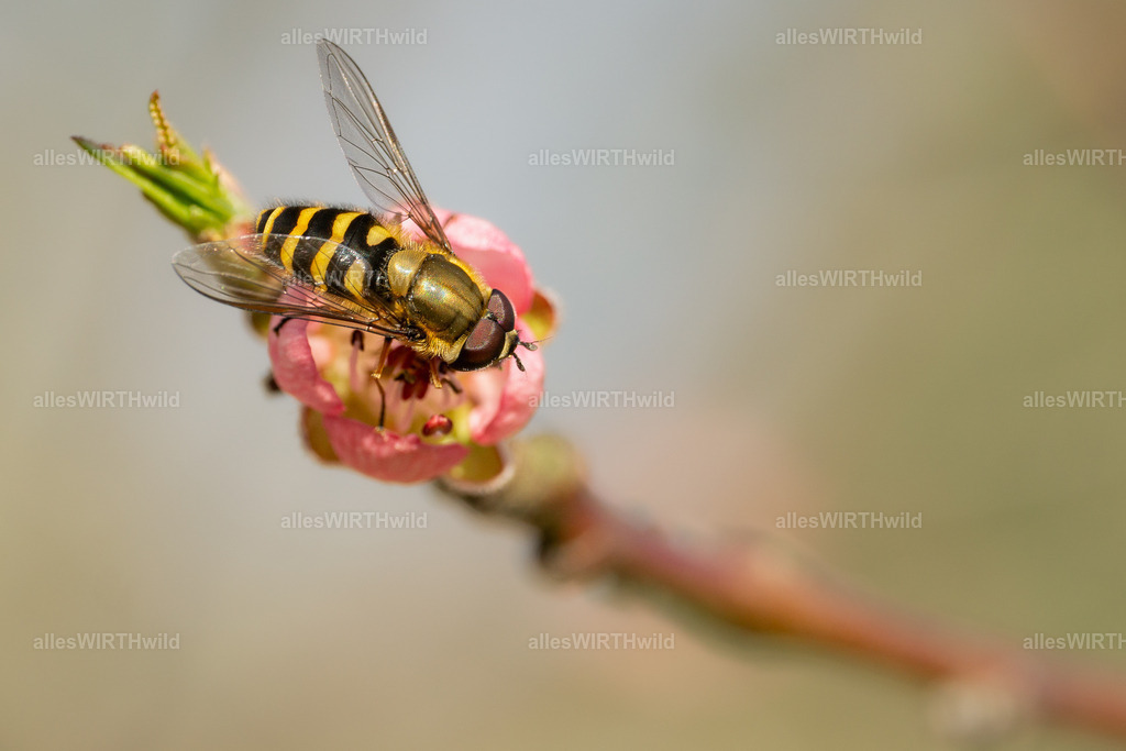 Mimikri | Entdecke die faszinierende Welt der Natur- und Wildlife-Fotografie von Daniel und Bärbel. Inspirierende Bilder von wilden Tieren und kleinen Naturwundern.