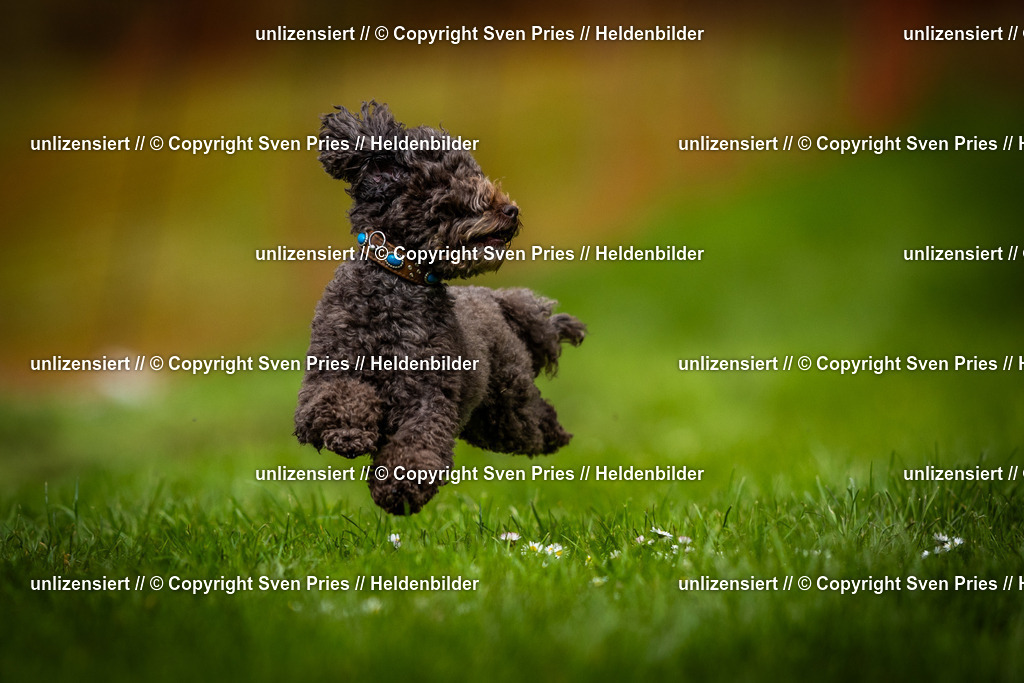 Sven Pries | 2025-04-13 - Hunderennen Baden-Baden - Realisiert mit Pictrs.com