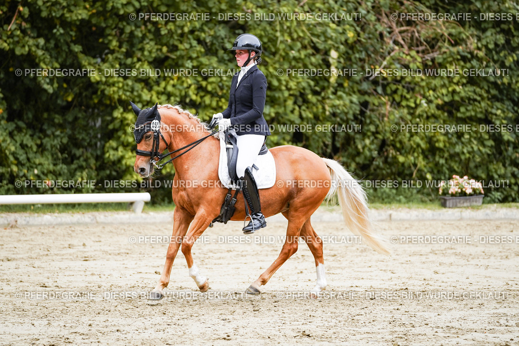 DSC04238 | Pferdegrafie