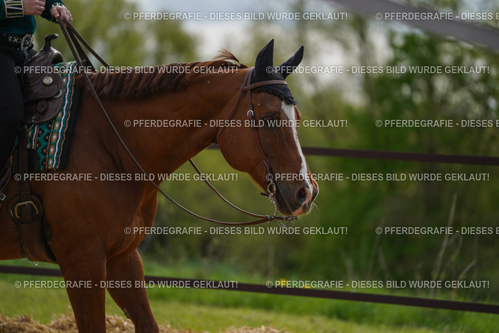 DSC03612 | Pferdegrafie