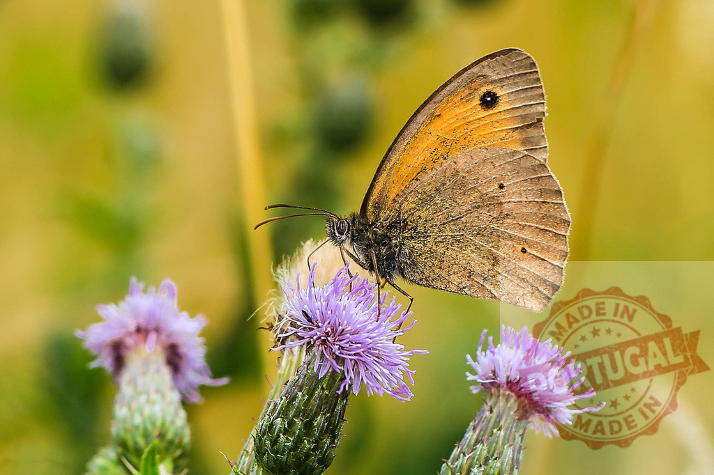 Meadow brown butterfly feeding on creeping thistle flower in summer | Close-up of a meadow brown butterfly pollinating a creeping thistle flower in a sunny summer meadow - Realisiert mit Pictrs.com