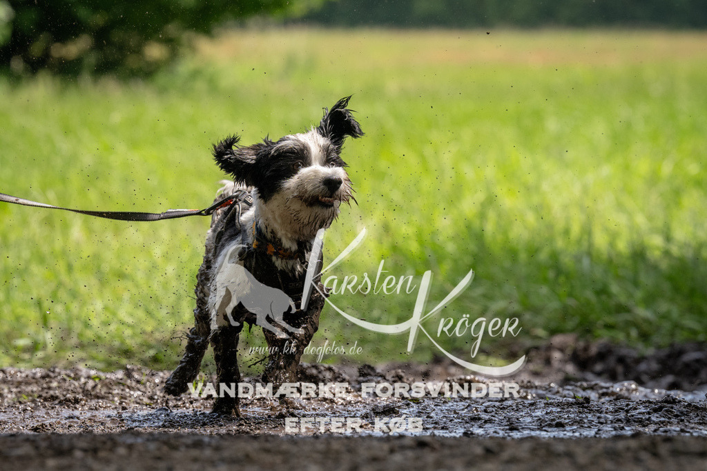 1149_ZZ94771 | kk-dogfotos