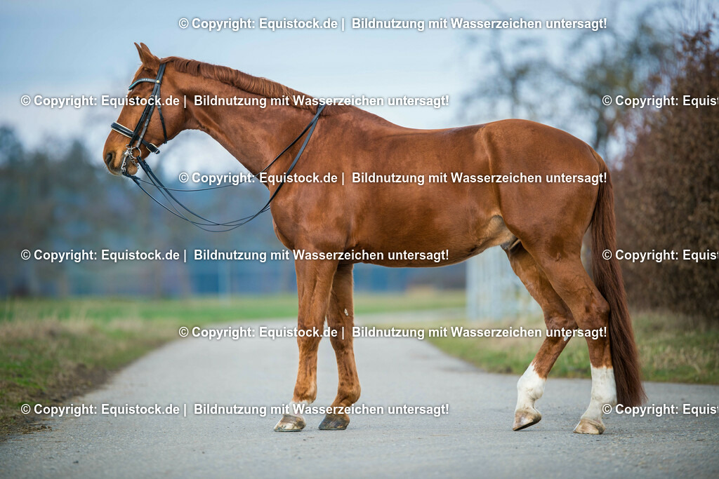 _TPD9548-Bearbeitet | equistock