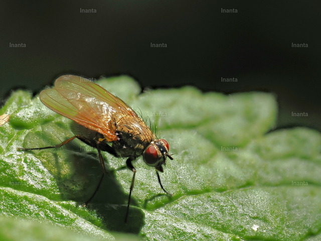 Engelwurz-Hausfliege (Phaonia angelicae) | Die Engelwurz-Hausfliege (Phaonia angelicae) ist eine 7,5–10 mm große Fliege aus der Familie der Echten Fliegen (Muscidae). Sie wird häufig an Engelwurz und anderen Doldenblütlern beobachtet. –  – The Angelica House Fly (Phaonia angelicae) is a 7.5–10 mm fly from the family Muscidae. It is commonly found on angelica and other umbellifers. - Realisiert mit Pictrs.com