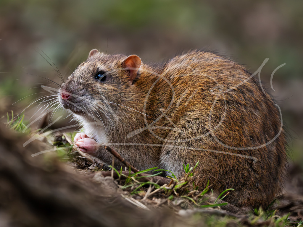 Ratte1 | Naturschönheiten aus Deutschland. Pflanzen und Tiere, Insekten und Naturschauspiele. Alle schönen Details, die uns umgeben, fotografiert von Michi Moc.  - Realisiert mit Pictrs.com