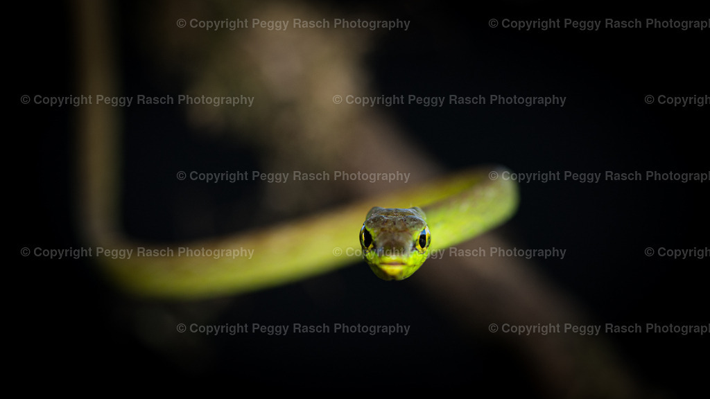 Frösche_Observatory_Lodge_groß2 (2 von 2) | PeggyRaschPhotography - Realisiert mit Pictrs.com
