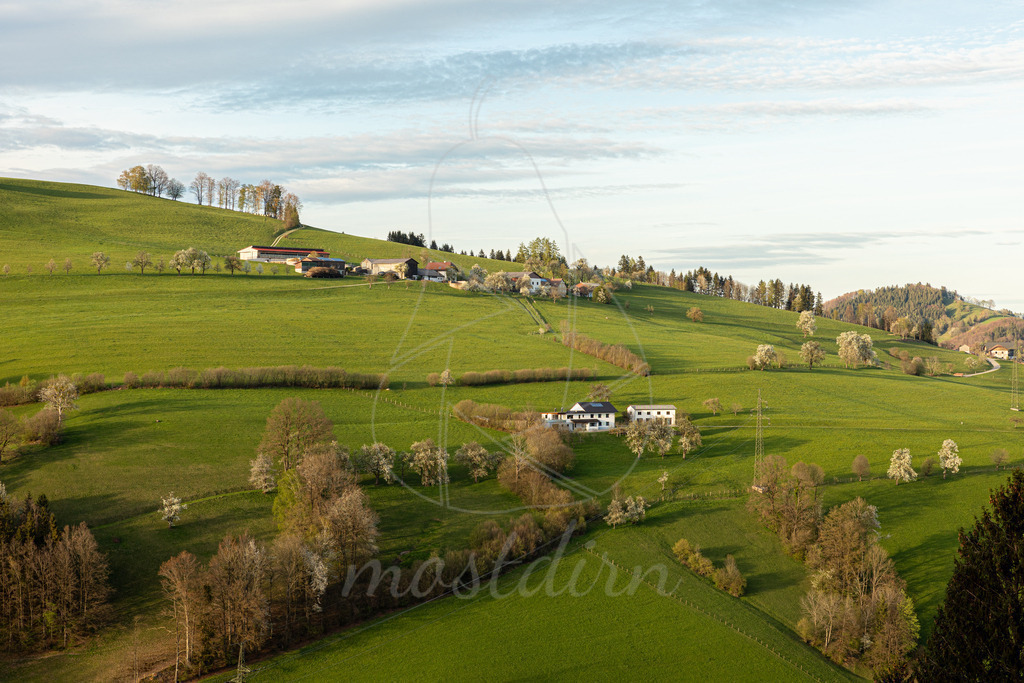 Birnbaumbluete_Mostviertel_2024_Mostdirn_Irmgard_Wieser-8346 | Ihre Fotografin im Lungau, ihre Fotografin im Mostviertel, Wandbilder Onlineshop, Imagefotos für Ihr Unternehmen,  - Realisiert mit Pictrs.com