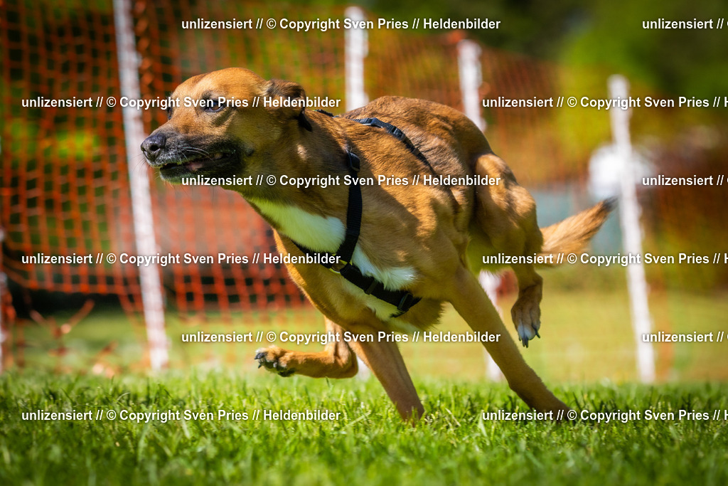Hunderennen_April_2026_852 | 2026-04-26 - Hunderennen Baden-Oos April 2026 - Realisiert mit Pictrs.com