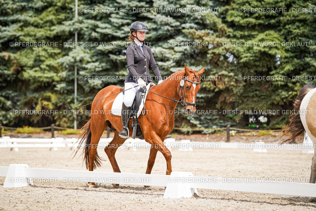 DSC03716 | Pferdegrafie