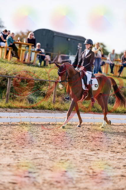 2026_10_03_Siefer-Hof_133124_Z81_85240665 | Professionelle Reitsport-, Turnier- und Eventfotografie von Robert Broda. Galerien mit ausgewählten und bearbeiteten Bildern direkt online ansehen und bestellen.