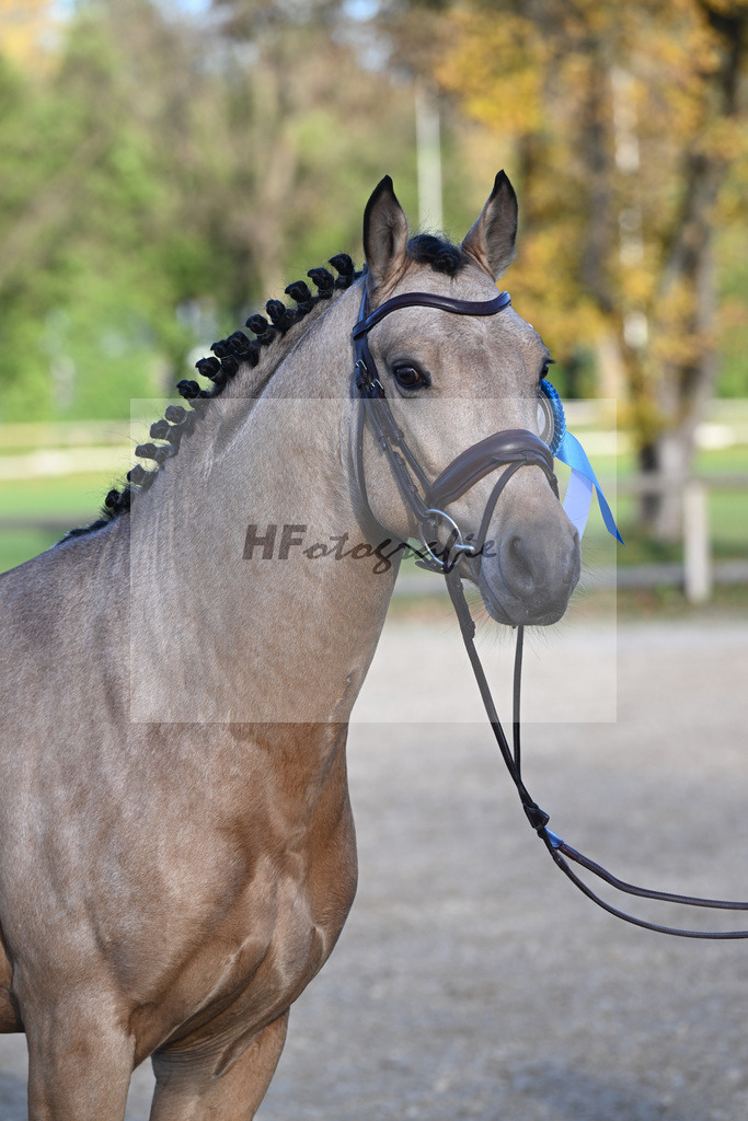 Kat-Nr. 11 Magnus HL v. Mescal_ZG Donau-Ries_43250915 | hf-fotografie - Realisiert mit Pictrs.com