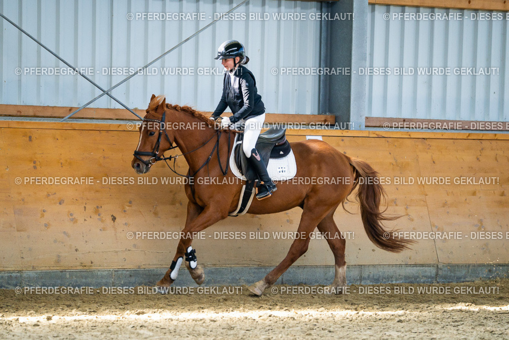 DSC01923 | Pferdegrafie