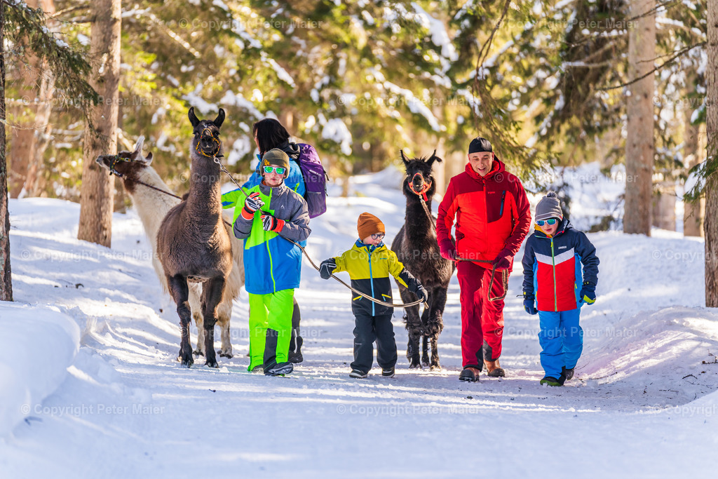 Lama_Wanderung_Winter_Familie_Stocker-377 | piet_flosse