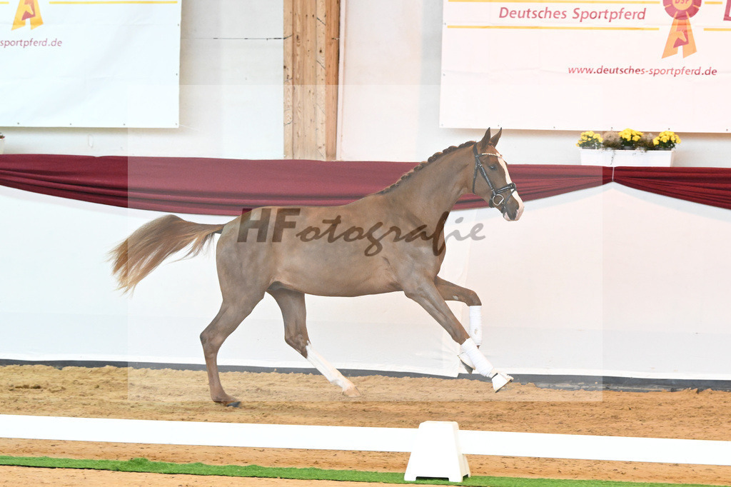 Kat-Nr. 5 v. Benicio_Wille_66221621 | hf-fotografie - Realisiert mit Pictrs.com
