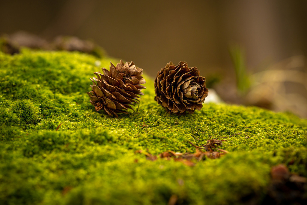 Tannenzapfen auf Moos | Das Bild zeigt zwei Tannenzapfen, die auf einem weichen Moospolster liegen. Die Zapfen wirken wie kleine Kunstwerke, mit ihren detaillierten, symmetrischen Schuppen und der konischen Form, die sich allmählich zu einem stumpfen Ende hin verjüngt. Das Bild erweckt den Eindruck von Ruhe und Frieden und vermittelt ein Gefühl der Verbundenheit mit der Natur. Es ist eine subtile Erinnerung an die Schönheit der einfachen Dinge im Leben und die Wunder der Natur, die uns umgeben.