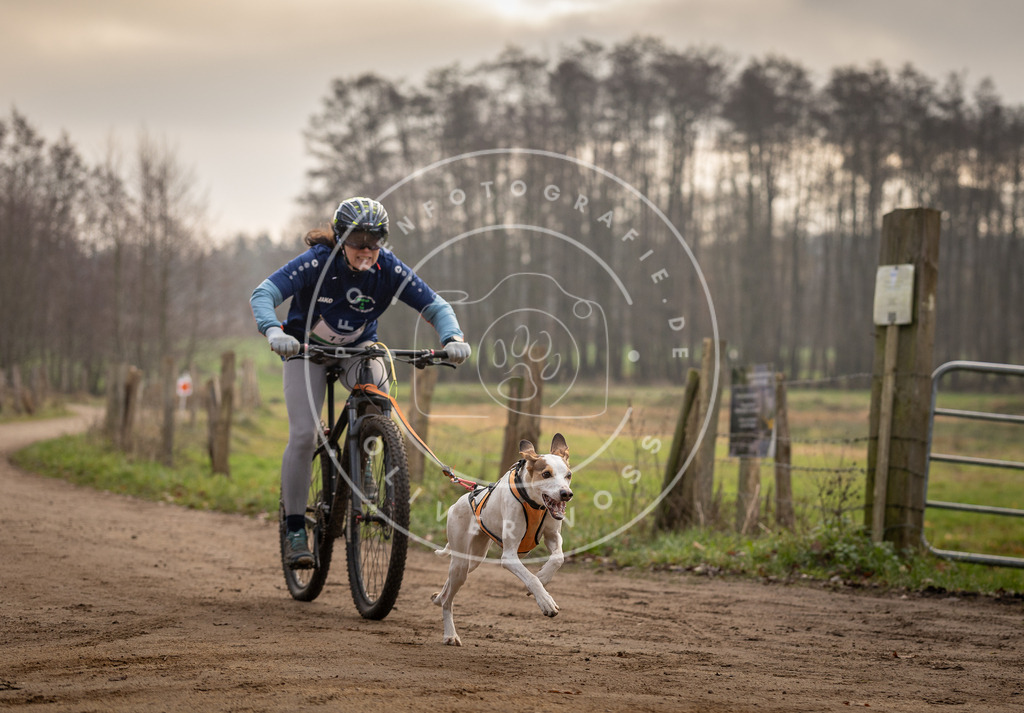 Pfotenfotografie_DV3A1766 | Hundefotografie, Tierfotograf, Pfotenfotografie, Fotoshooting Hund, Hunde Portrait, Hundesport, Hundeportraits, Heideshooting, Hunde, Sportfotograf, Hundefotograf, Turnierhundsport, THS,  - Realisiert mit Pictrs.com
