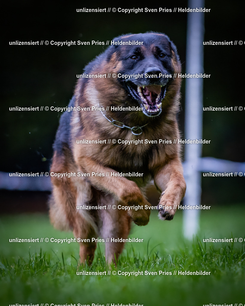 Sven Pries | 2024-10-19 - Hunderennen Ober-Grombach - Realisiert mit Pictrs.com