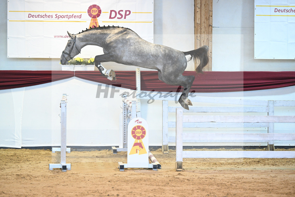 Kat-Nr. 27 v. Eras Ste Hermelle_Gestuet Vogt_66221379 | hf-fotografie - Realisiert mit Pictrs.com