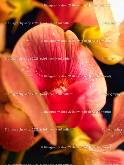 titusgraphy_P6308492-vz-ln | titusgraphy-shop: Geschenkideen mit Qualitätsfotos. titusgraphy-shop: gift ideas with quality photos. titusgraphy-shop: idées cadeaux avec photos de qualité.  - Realisiert mit Pictrs.com