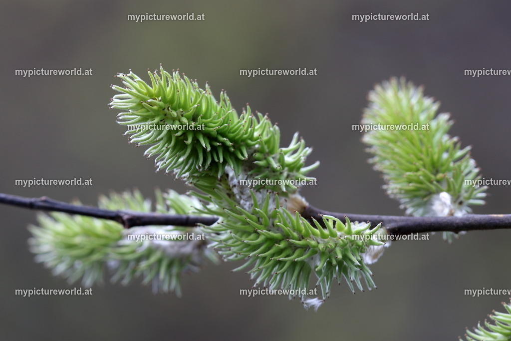 Ohr-Weide-002 | Das Bilderarchiv über Tiere, Planzen und Landschaften. In der Bilddatenbank finden Sie ein große Auswahl an hochwertigen Bilder für Ihre Werbung - Realized with Pictrs.com