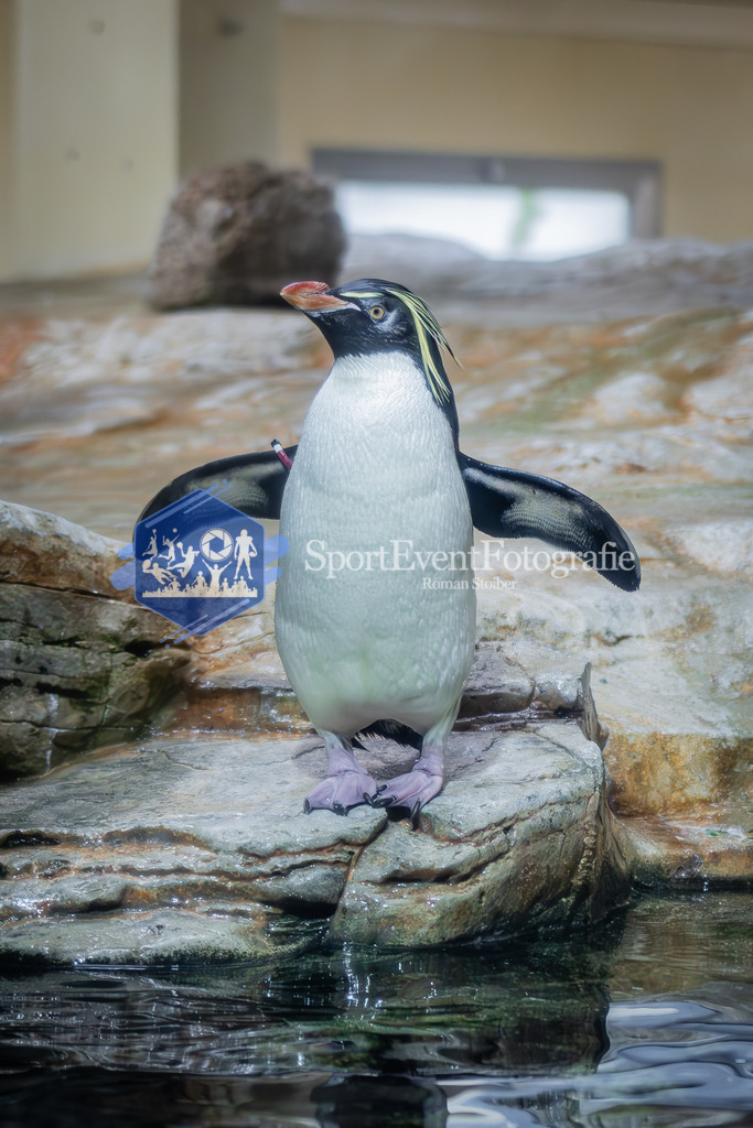 IMAG7843 | SportEventFotografie - Roman Stoiber