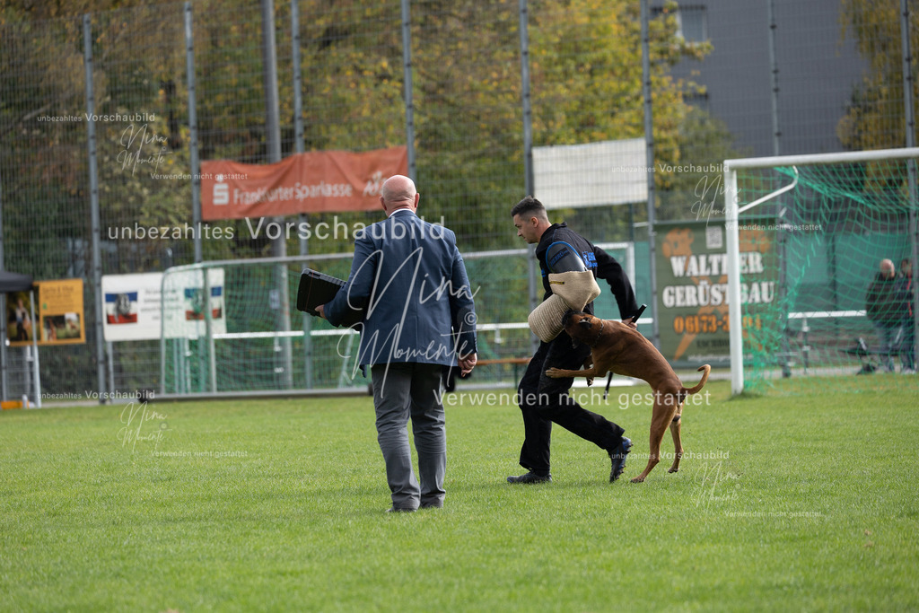 _16A7033 | Einzigartige Fotos von Hunden & Menschen –Actionfotos, Portraits, Vereinsaufnahmen & Paarshootings – authentisch, lebendig & mit Herz.