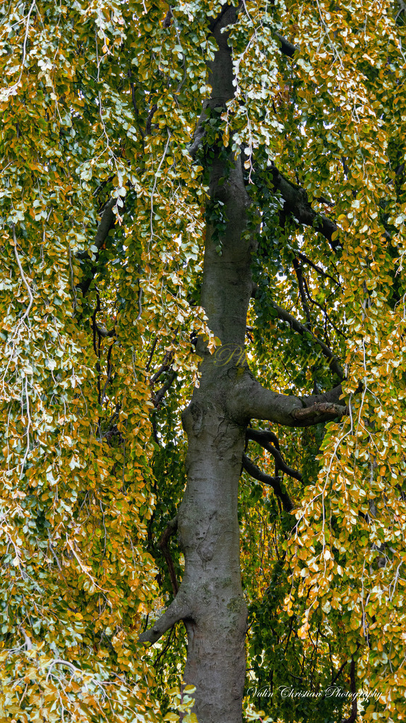 Bild 4 (1 von 1) | Christian Vulin  - Realisiert mit Pictrs.com