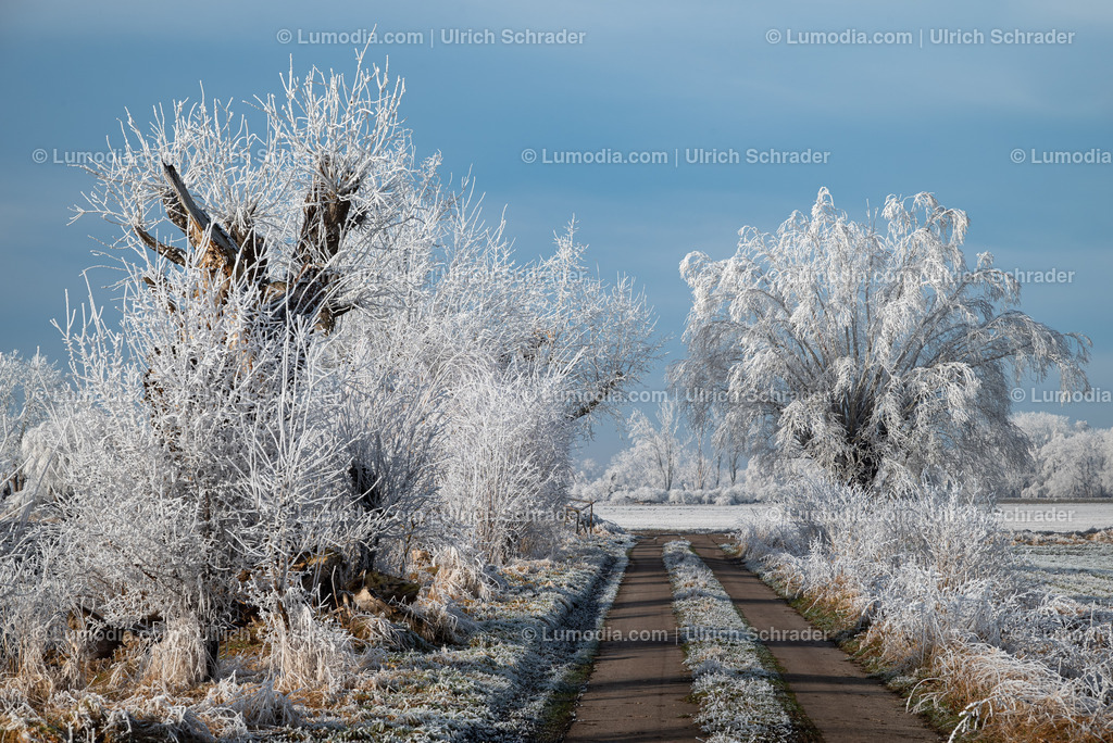 10049-13505 - Winterzauber im Großen Bruch | Stockfoto und Bilderpool mit Bildmaterial aus Deutschland, dem Harz, Halberstadt, Quedlinburg, Wernigerode und weltweit. Qualitativ hochwertige und professionelle Fotos anschauen und kaufen. - Realisiert mit Pictrs.com