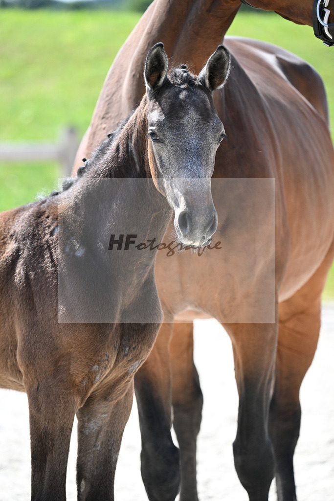 Kat-Nr. 40 Cashmoaker x Quidam de Revel_SF_Fischer_15251183 | hf-fotografie - Realisiert mit Pictrs.com