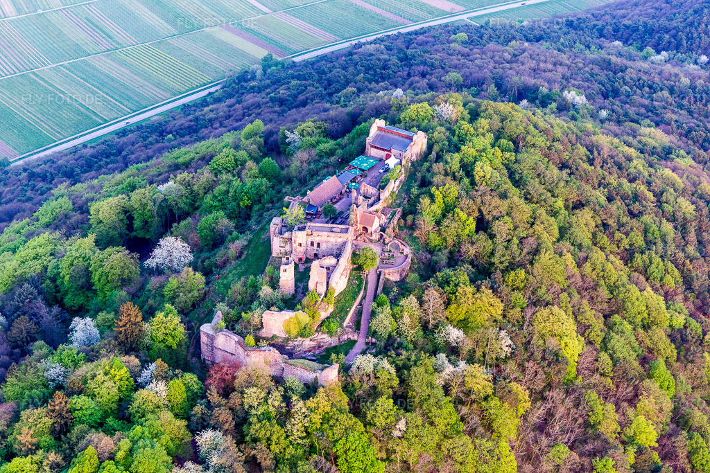 Luftbild: Ruine und Mauerreste der ehemaligen Burganlage Madenburg im Frühling in Eschbach im Bundesland Rheinland-Pfalz in Deutschland. Foto: IMG_106868.jpg vom 21.04.2018 durch Werner Riehm/FLY-FOTO.de