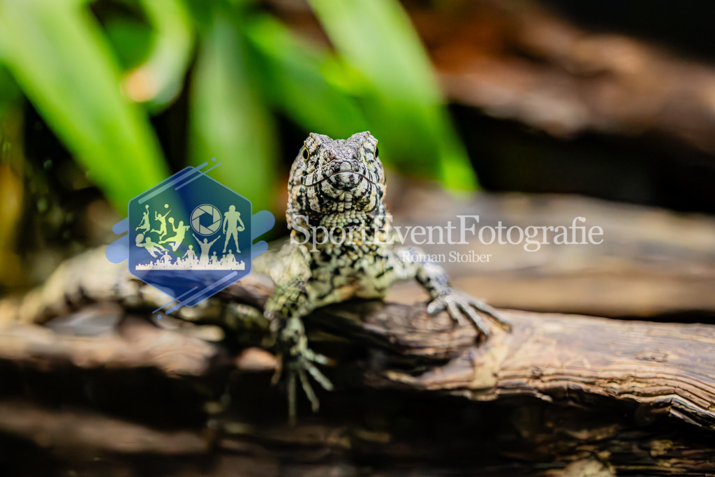 IMAG7983 | SportEventFotografie - Roman Stoiber