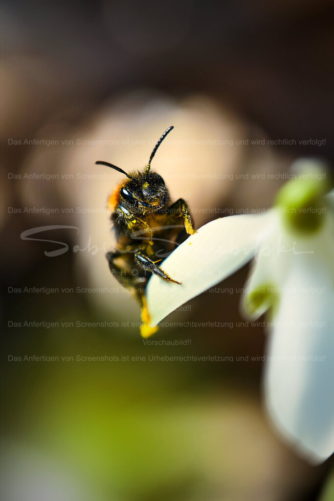 Wandbild Biene in der Frühlingssonne | People- und Tierfotografie, Imageaufnahmen, Veranstaltungsfotografie und Wandbilder aus der Natur ★ Made in Germany ✔️ Druck + Downloads ✔️ Naturfotografie in Top Qualität ★ schneller Versand, weltweite Lieferung! - Realisiert mit Pictrs.com