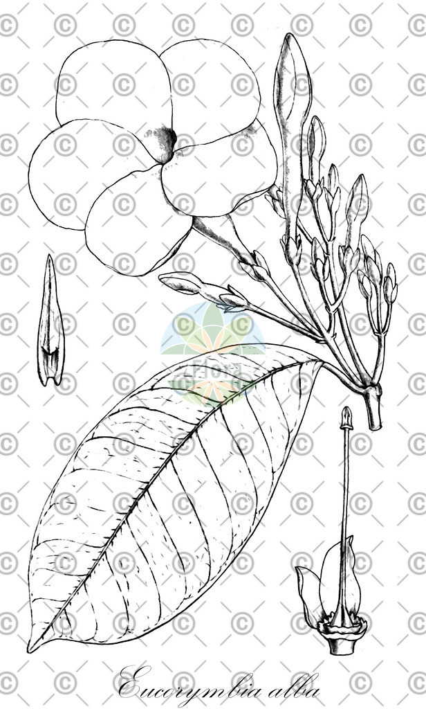 HistAbb_wfo-0000681179_1_ENZY_Simple | Historische Abbildung von Eucorymbia alba - Apocynaceae | Historical Illustration of Eucorymbia alba - Apocynaceae