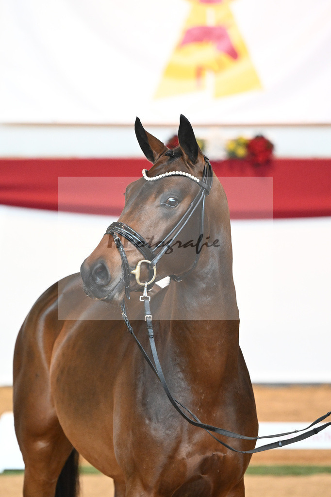 Kat-Nr. 6 Bon Joker x Fuerst Fohlenhof_Koch_43230138 | hf-fotografie - Realisiert mit Pictrs.com