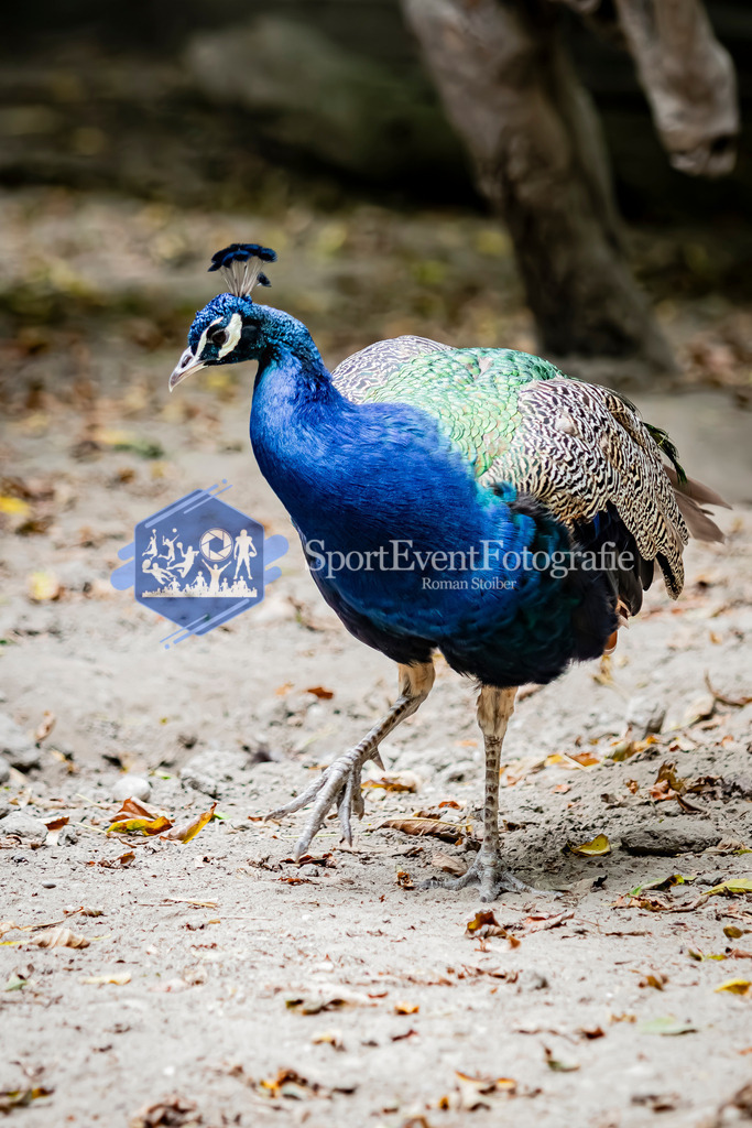 IMG_3008 | SportEventFotografie - Roman Stoiber