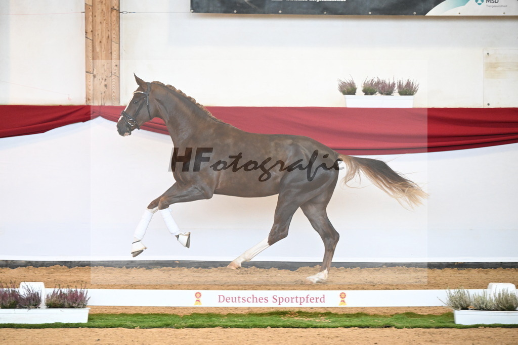 Kat-Nr. 8 Best Future x Diamond Hit_Galneder_47240715 | hf-fotografie - Realizzato con Pictrs.com
