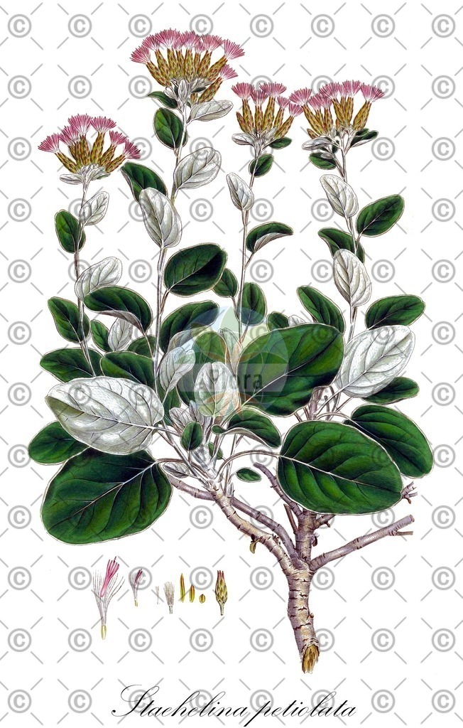 HistAbb_wfo-0001329667_1_ENZY_Simple | Historische Abbildung von Staehelina petiolata - Asteraceae | Historical Illustration of Staehelina petiolata - Asteraceae