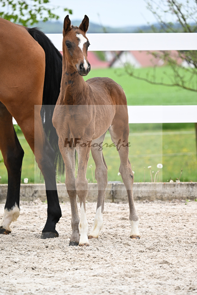 Kat-Nr. 27 HF St. Noble x Sezuan_Fetzer_23260860 | hf-fotografie - Realisiert mit Pictrs.com