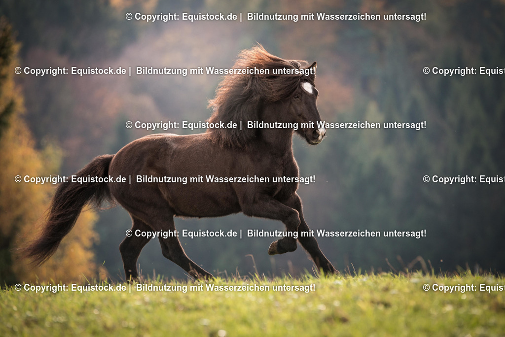 TS_20171104_isl__nder_Freilauf_0001 | Foto: Thomas Hartig