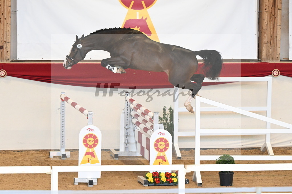 Kat.-Nr. 1 v. Blue Diamond (Hagbar du Lozon)_Schadock_3261467 | hf-fotografie - Realisiert mit Pictrs.com