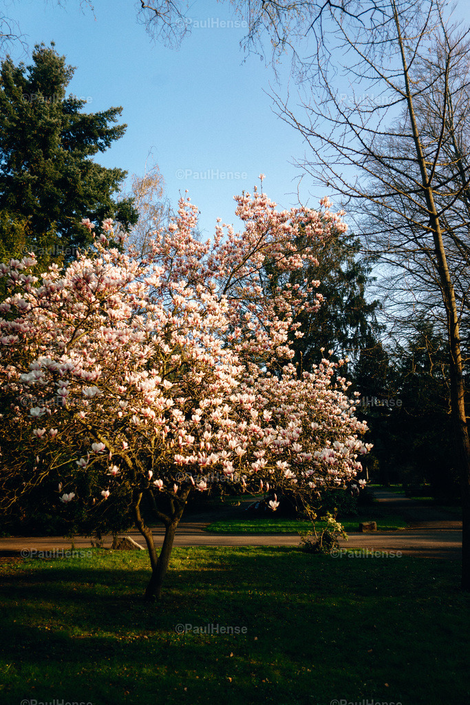 20220324_PaulHense_S0051_DSC03557 | paulhense - Realisiert mit Pictrs.com