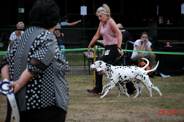 Dalmatiner DZGD CDF in Hilden | Dalmatiner, Regionalgruppenausstellung DZGD / CDF) in Hilden. Richterin Margrit Martegani.  in Hilden  04.09.2022 Foto: Leo Wyden